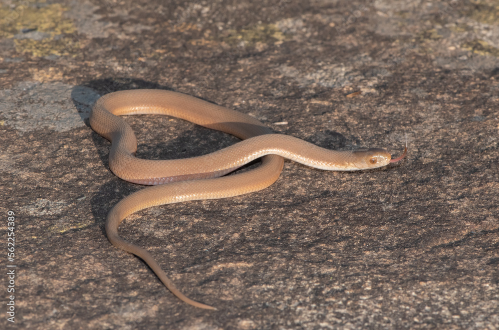 Fototapeta premium Southern Brown Egg-eater (Dasypeltis inornata)