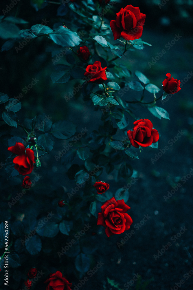 bush of wild red roses.dark background