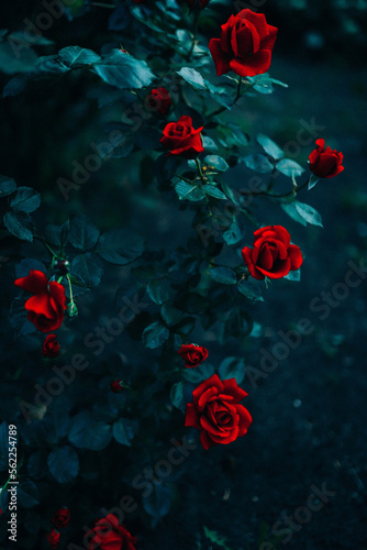 bush of wild red roses.dark background © Alina Merenich