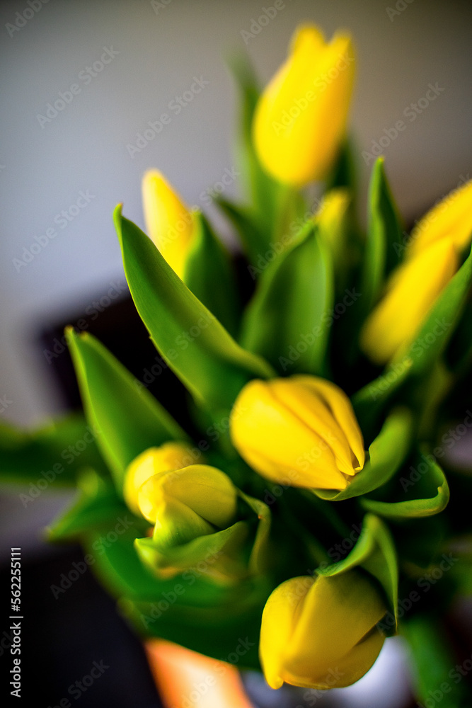 Yellow Tulip Bouquet in Warm Sunlight on Table Yellow Tulip Bouquet in Warm Sunlight on Table