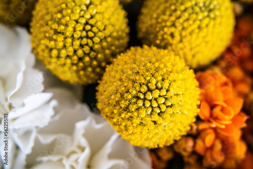 Bright Yellow Craspedia Drumstick Flowers in Warm Bouquet