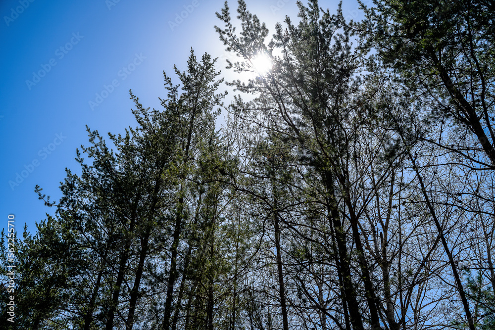 Low angle View of Tree Line Against Sky on Sunny Day in Spring Low angle View of Tree Line Against Sky on Sunny Day in Spring