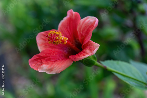 Delicate red-pink hibiscus flower on a bush © Cavan