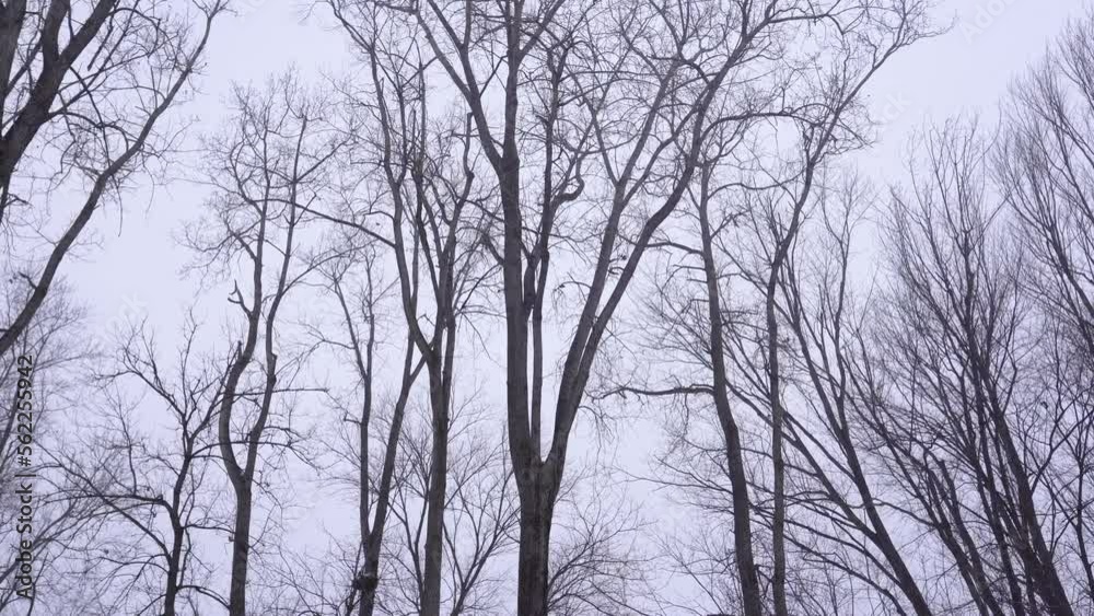 Trees blowing in the wind Trees blowing in the wind