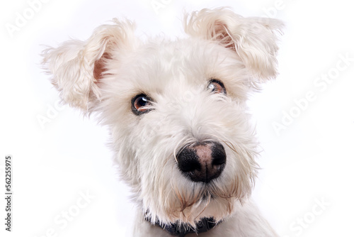 Dog Portrait On White
