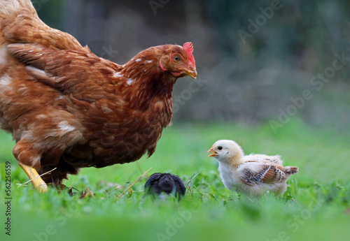 Family of hen and chickens roaming free in an organic farm. Adult hen taking care of newborn chicks in a field of grass. Chickens on a pasture in a rural village. Free range chickens.
