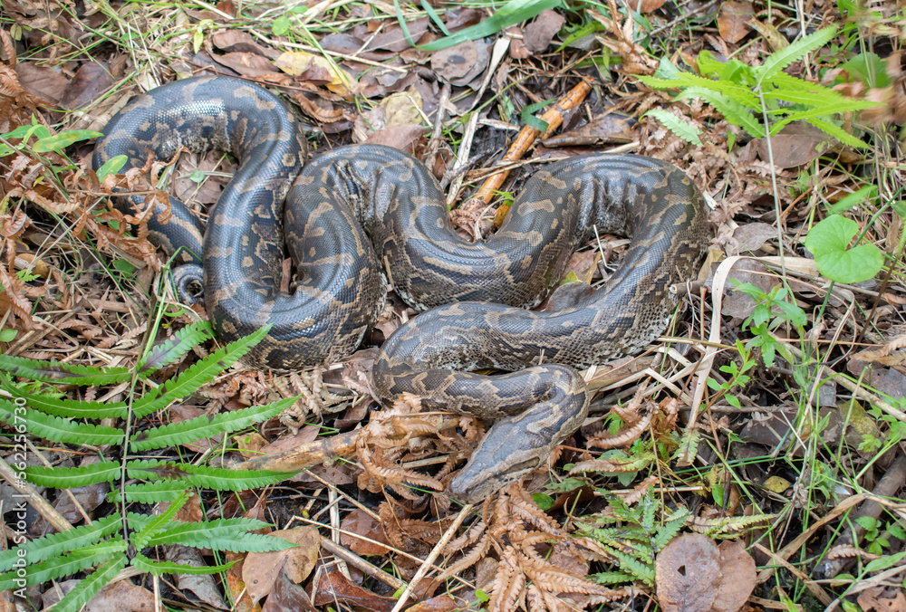 Fototapeta premium Southern African Python (Python natalensis)