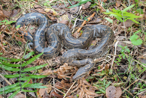 Southern African Python (Python natalensis)