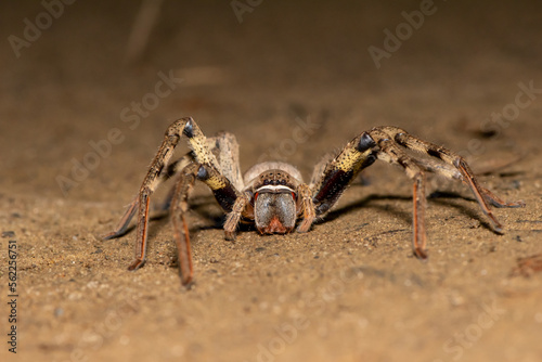 Photos Common rain spider (Palystes superciliosus)