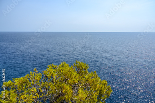 Beautiful blue sea in summer. Pine tree in front of the water on coastline.