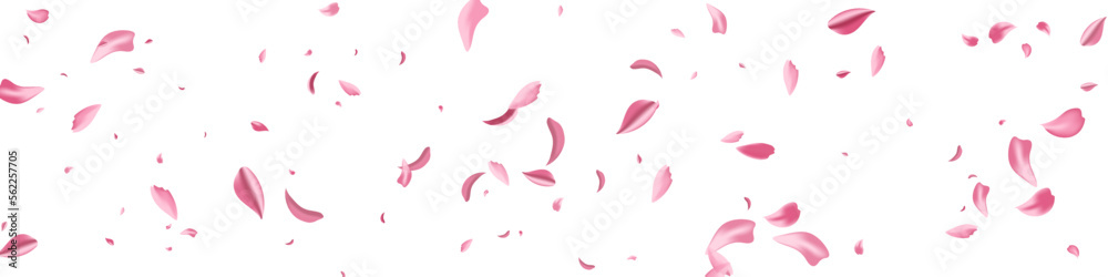 Beautiful Petal Fly Vector White Panoramic