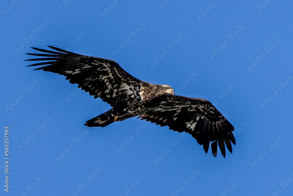 Obraz premium juvenile bald eagle in flight