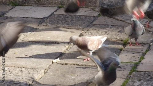 Flock of feral pigeons looking and fighting for food on stone tiles of Gunduliceva poljana square in old town Dubrovnik. Invasive city (street) doves are pests in urban environment, due to droppings.