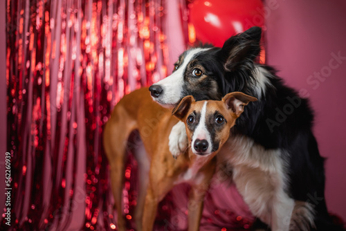 Fototapeta Naklejka Na Ścianę i Meble -  Czarny pies collie przytula szczeniaka whippet na różowym tle