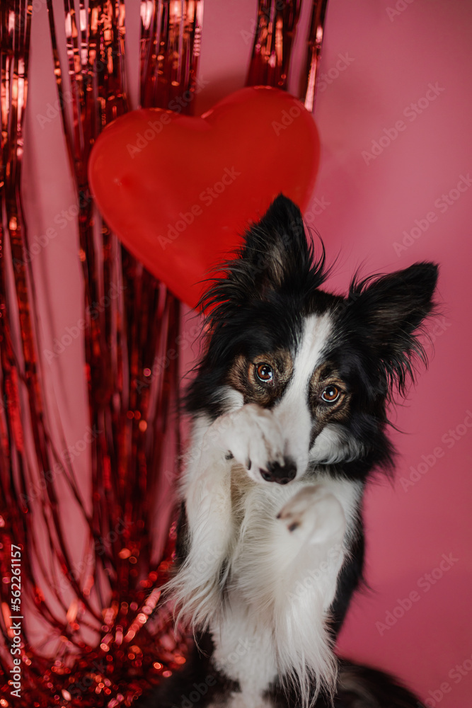 Czarny pies border collie wykonuje sztuczkę na walentynkowej scenerii