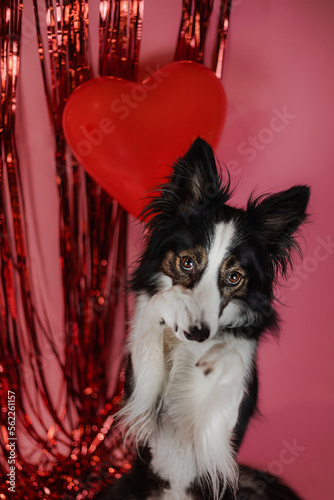 Obraz na płótnie Czarny pies border collie wykonuje sztuczkę na walentynkowej scenerii w salonie