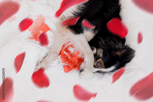 Obraz na płótnie Czarny pies border collie leży na boku na białej pościeli z płatkami róż w salonie