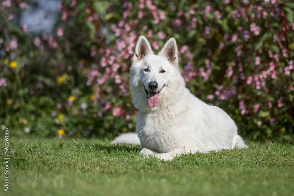 White swiss shepherd dog laying in grass White swiss shepherd dog laying in grass