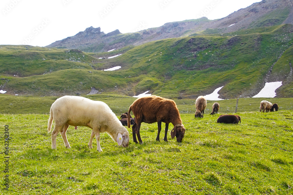 A grazing herd of sheep in the Austrian mountains