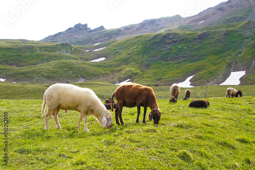 A grazing herd of sheep in the Austrian mountains