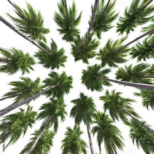 3D rendering of palm trees taken from below on transparent background  for illustration  digital composition  and architectural visualization