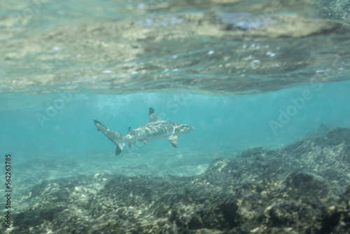 Wallpaper Mural Blacktip shark swimming among reef underwater. Samoa. Torontodigital.ca