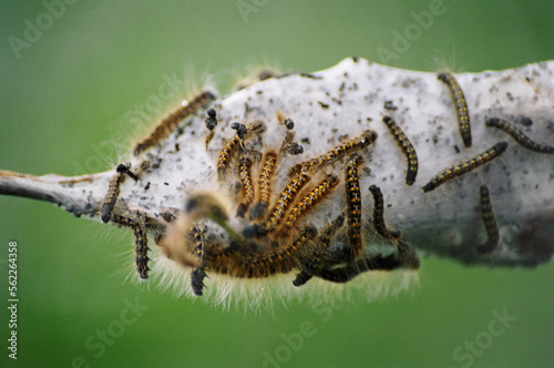 A group of tent caterpillars (Malacosoma sp) on a branch in the Nisqually National Wildlife Refuge in Washington. photo