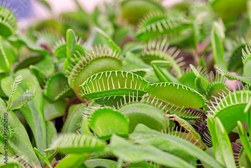 Close-up of Venus flytrap plant photo