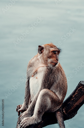 Long-Tailed Macaque Monkey Looks Behind in Bali  Indonesia