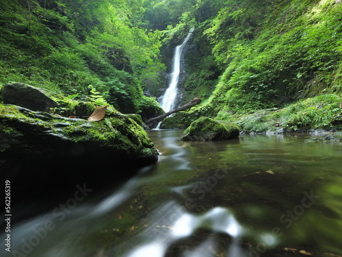 植物に囲まれた谷で流れる滝