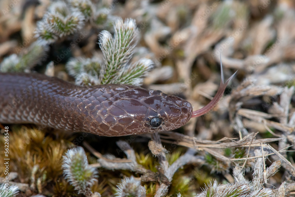 Obraz premium Common Wolf Snake (Lycophidion capense)