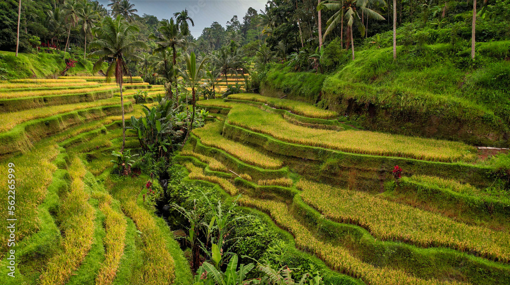 Aerial Birds Eye View Drone Capture of Famous Rice Terrace in Bali, Indonesia