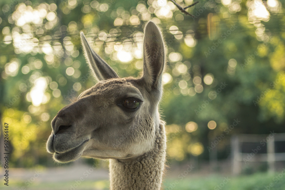 Obraz premium guanaco 