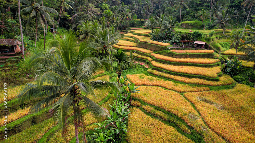 Drone Near Palm Tree Inside Famous Rice Terrace in Bali, Indonesia