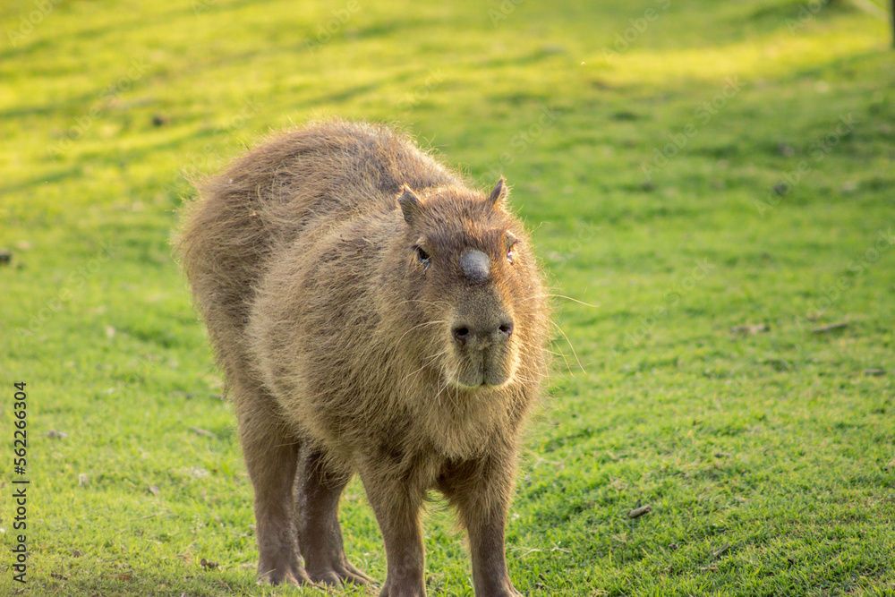 Fototapeta premium capybara