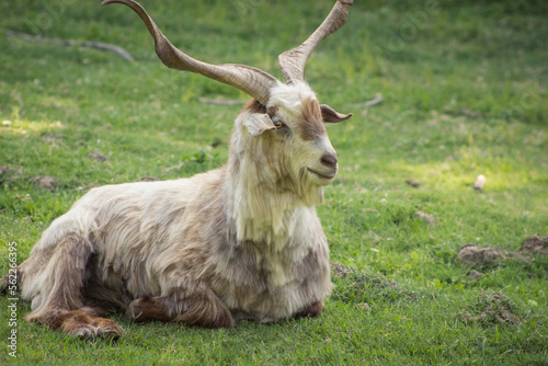 goat on a meadow