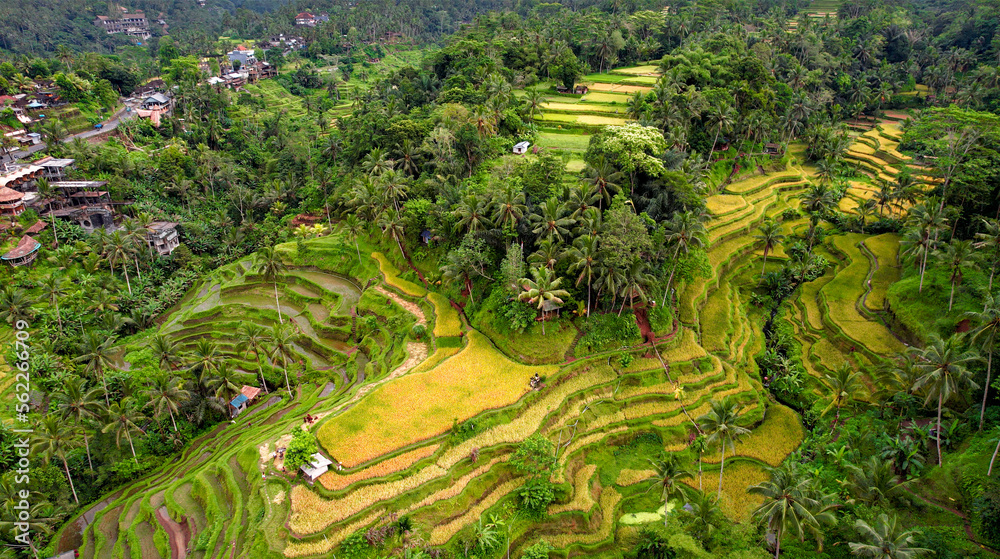 Aerial of Instagram Famous Destination, Tegalalang Rice Terraces In Bali