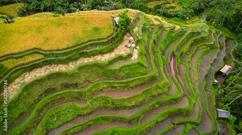 Aerial of Female Tourists At Instagram Famous Destination, Tegalalang Rice Terraces 2