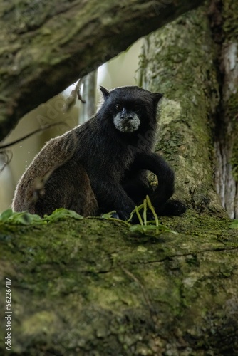Black-mantled Tamarin
