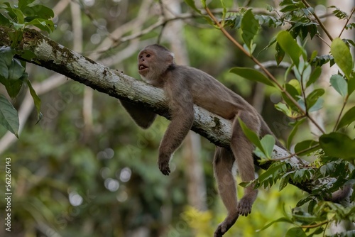 Capuchin Monkey © Francisco