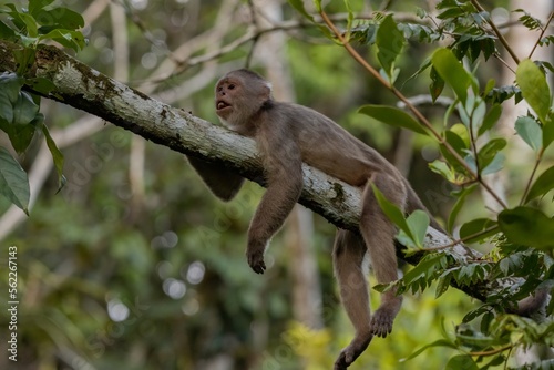 Capuchin Monkey