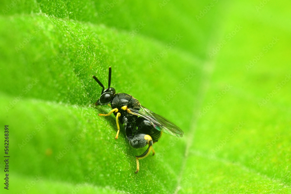 Brachymeria bee on leaf Brachymeria bee on leaf