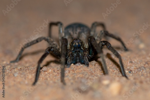 Wolf Spider (Lycosidae) © Craig