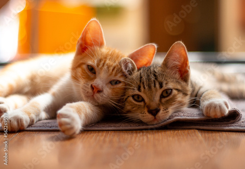 two playful and affectionate cats with this stunning photo. The two adorable felines are captured in a moment of rest and relaxation, looking cozy and content as they play and groom each other. 