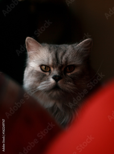 beautiful gray Persian cat staring directly at the camera. This captivating image captures the essence of this graceful feline, making it the perfect addition to any cat lover's collection