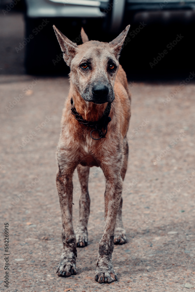 Portrait of Mixed Breed Street Dog, Looking Curious At The Camera With Beautiful Brown Eyes