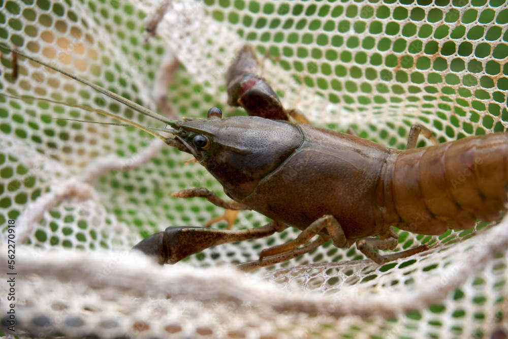Fototapeta premium Close-up of Large Cherax Destructor or Yabby in a Net