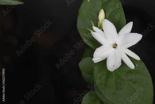 jasmine flowers on a dark background