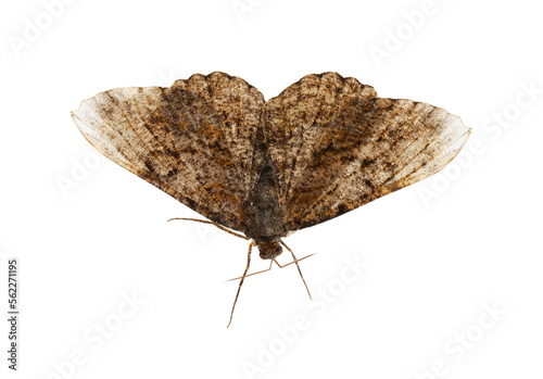 Single Alcis repandata moth isolated on white
