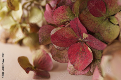 Beautiful hortensia flowers on beige background, closeup